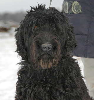 Русский черный терьер в добрые руки