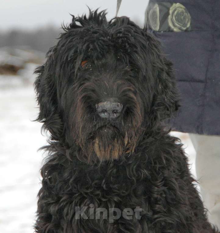 Собаки в Москве: Русский черный терьер в добрые руки Мальчик, Бесплатно - фото 1
