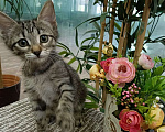 Кошки в Москве: Маленький котенок-девочка Веточка ищет дом Девочка, Бесплатно - фото 1