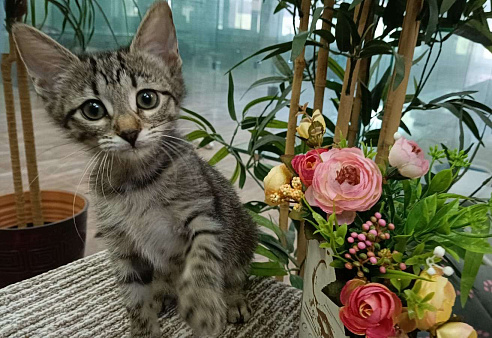 Объявление: Маленький котенок-девочка Веточка ищет дом, Бесплатно, Москва