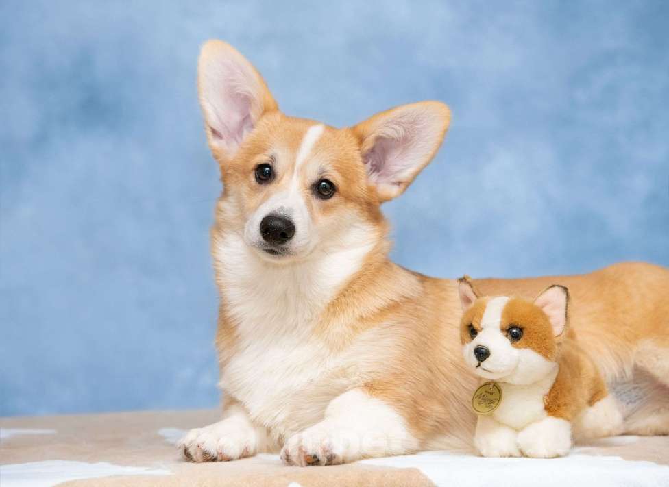 Собаки в Москве: Пемброк бобтейл Девочка, 100 000 руб. - фото 2