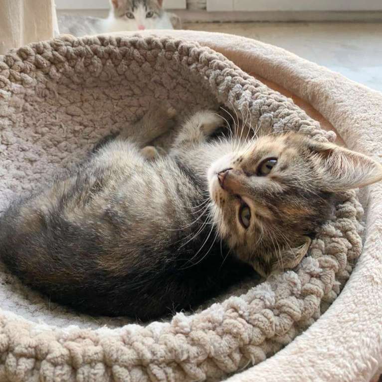 Кошки в Москве: Котенок Полосочка ищет дом Девочка, Бесплатно - фото 2