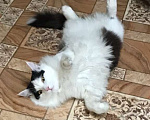 Кошки в Лесосибирске: Потерялся черное-белый кот в Лесосибирске  Мальчик, 500 руб. - фото 4