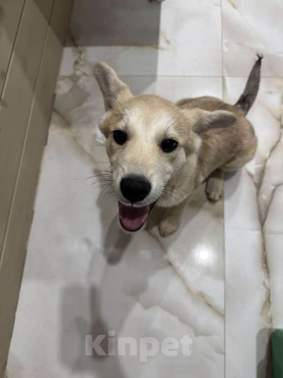 Собаки в Москве: Щенок, оставленный в ливень на остановке, ищет дом Мальчик, Бесплатно - фото 4