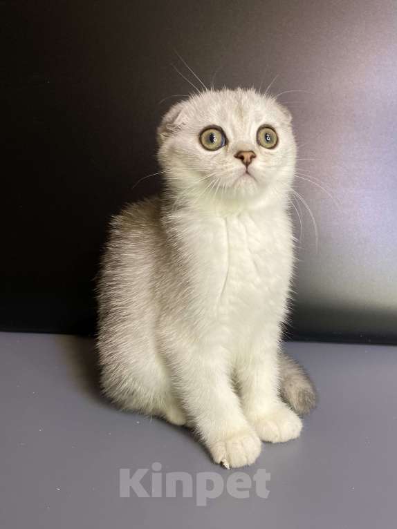 Кошки в Москве: Милаши Мальчик, 35 000 руб. - фото 7