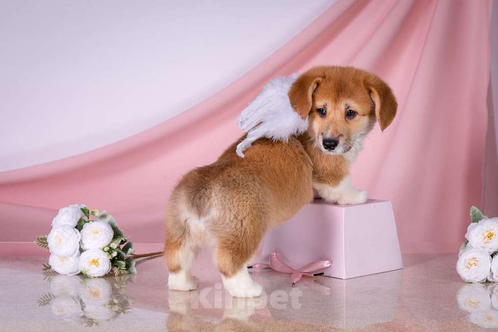 Собаки в Москве: Продам щенка вельш корги пемброк Девочка, 70 000 руб. - фото 2