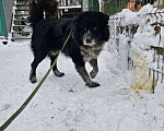 Собаки в Видном: Руфус, 2 года Мальчик, Бесплатно - фото 2