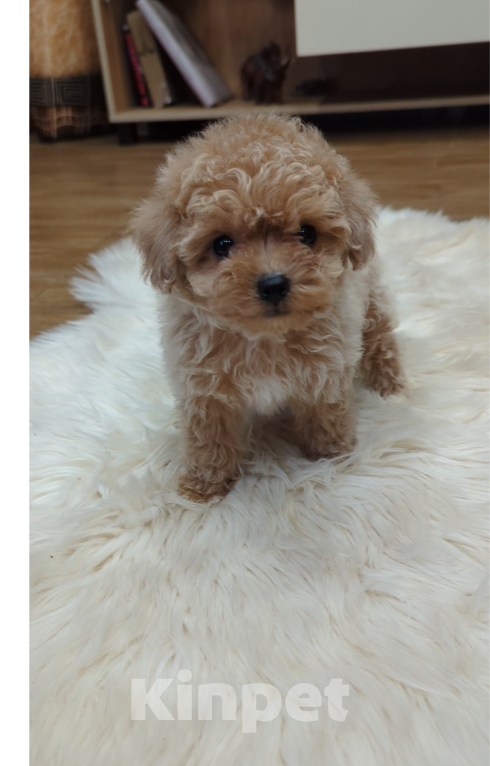 Собаки в Москве: Мини девочка иальтипу Девочка, 120 000 руб. - фото 2