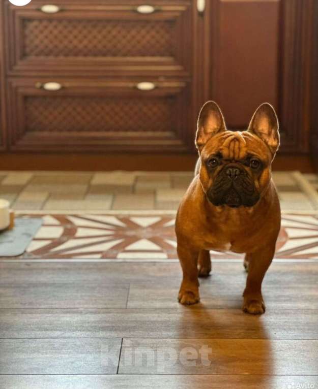 Собаки в Краснодаре: Вязка Арчи Мальчик, Бесплатно - фото 8