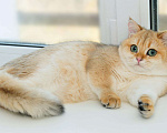 Кошки в Вологде: Британская девочка золотая шиншилла ny11  7 мес Девочка, Бесплатно - фото 3
