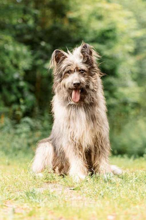 Собаки в Москве: Красивая собака в добрые руки. Девочка, Бесплатно - фото 6