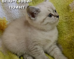 Кошки в Краснодаре: Шотландская прямоухая девочка Девочка, 12 000 руб. - фото 7