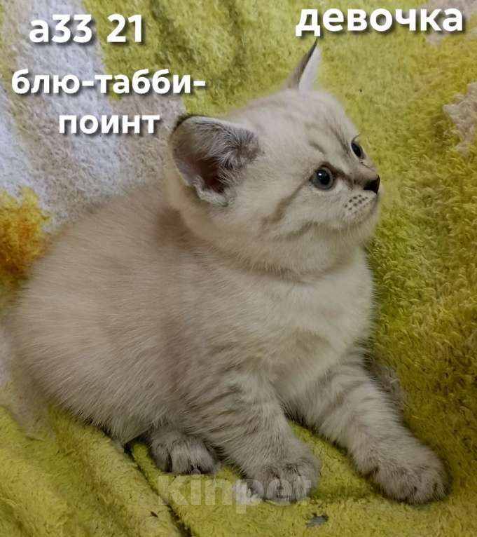 Кошки в Краснодаре: Шотландская прямоухая девочка Девочка, 12 000 руб. - фото 7