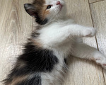 Кошки в Краснодаре: Трехцветная кошечка Девочка, Бесплатно - фото 7