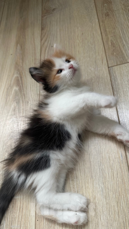 Кошки в Краснодаре: Трехцветная кошечка Девочка, Бесплатно - фото 7