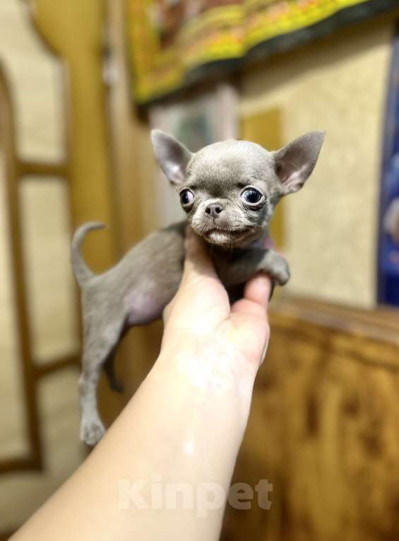 Собаки в Ростове-на-Дону: Девочка лиловая чихуахуа Девочка, 50 000 руб. - фото 3