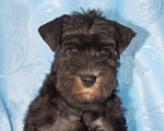 Собаки в Калуге: цвергшнауцер Мальчик, 65 000 руб. - фото 2