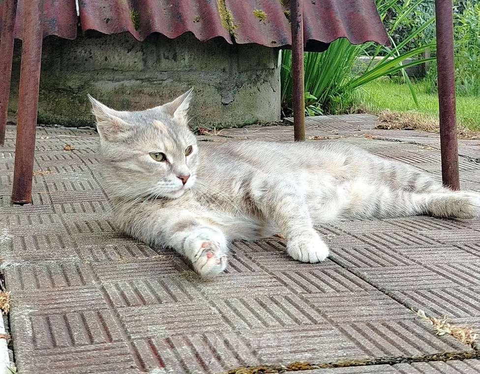 Кошки в других городах Ленинградской области: Кошечка Дюльсинея нуждается в доме Девочка, Бесплатно - фото 3