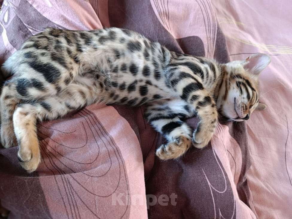 Кошки в других городах Московской области: Бенгальские котята Мальчик, 18 000 руб. - фото 7