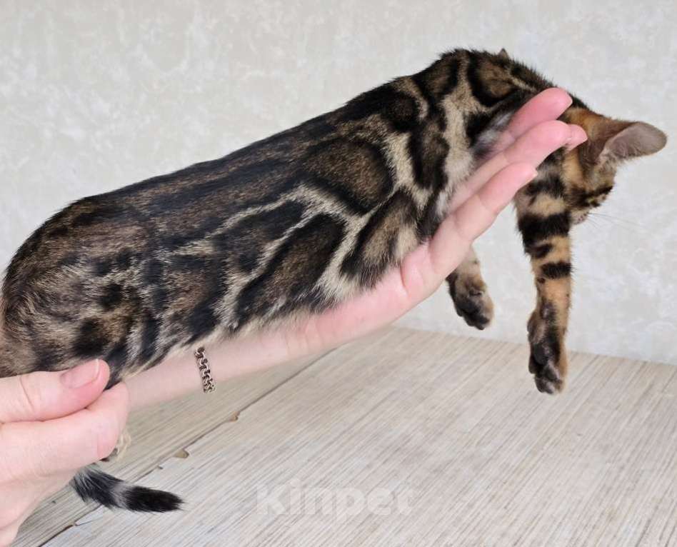 Кошки в Москве: Клубные бенгальские котята Девочка, 55 000 руб. - фото 2