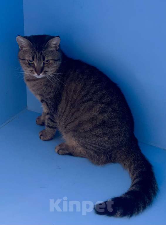 Кошки в Москве: Симона ищет хозяина ❤️‍🩹 Девочка, Бесплатно - фото 5