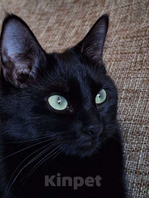 Кошки в Липецке: Черная как тень - Эшли Девочка, Бесплатно - фото 4