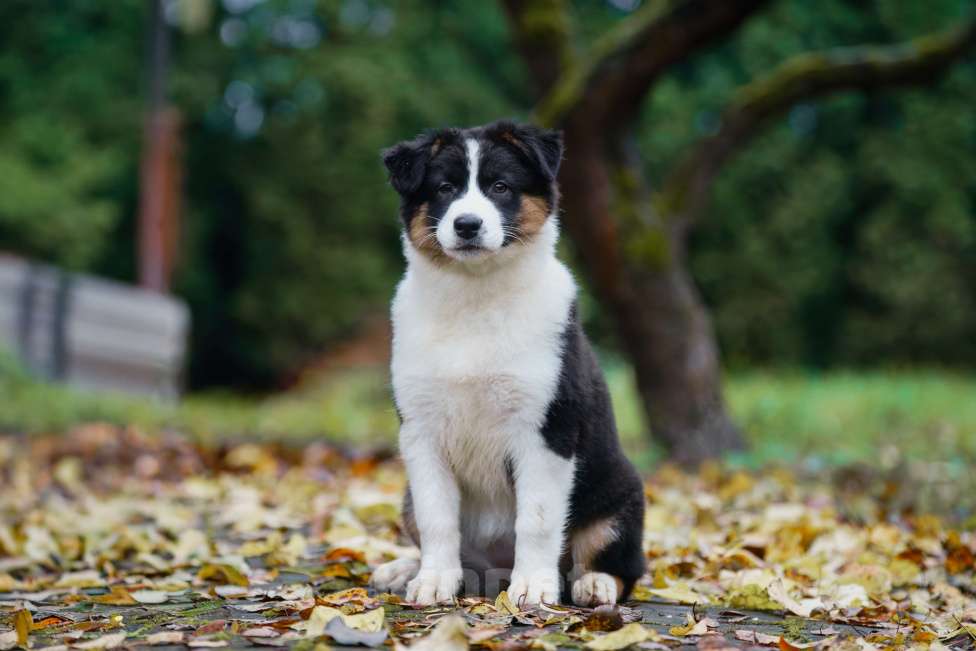 Собаки в Звенигороде: Австралийская овчарка девочка Девочка, 50 000 руб. - фото 5