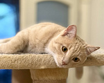 Кошки в Красноярске: 🆘ПОТЕРЯЛСЯ КОТИК! 🐈  Мальчик, 10 000 руб. - фото 4