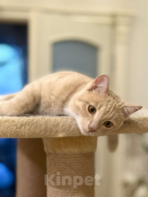 Кошки в Красноярске: 🆘ПОТЕРЯЛСЯ КОТИК! 🐈  Мальчик, 10 000 руб. - фото 4