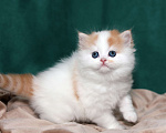 Кошки в Москве: котенок хайленд-страйт Мальчик, 25 000 руб. - фото 2
