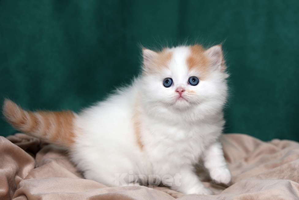 Кошки в Москве: котенок хайленд-страйт Мальчик, 25 000 руб. - фото 2