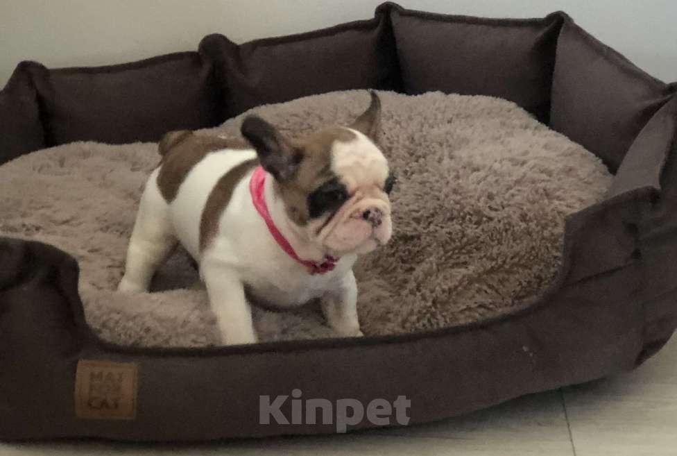 Собаки в Челябинске: Французята 2 месяца Девочка, 35 000 руб. - фото 3