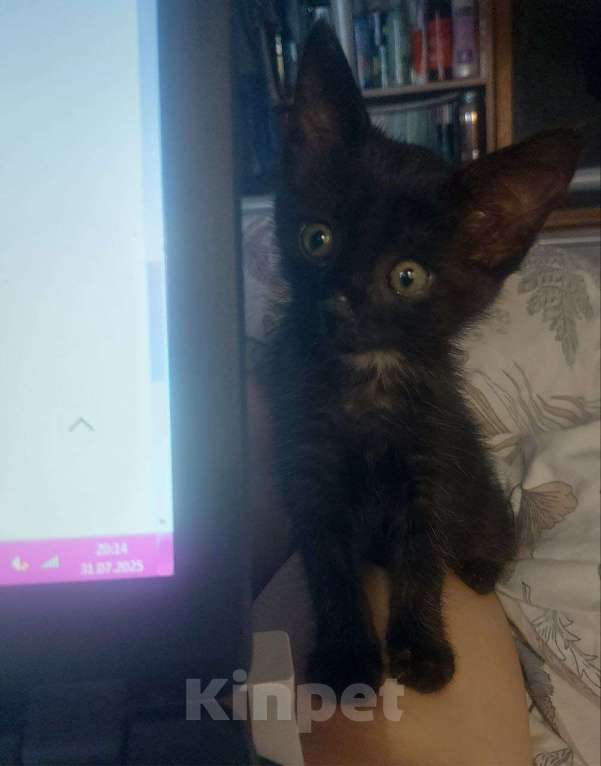 Кошки в Москве: Нежная кошечка Ночка 1,5 месяца ищет дом Девочка, Бесплатно - фото 8