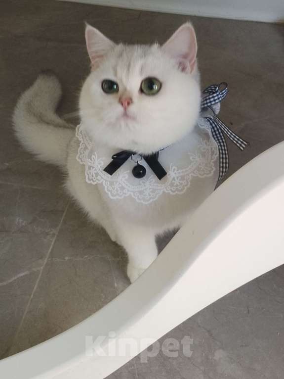 Кошки в Москве: Британская девочка шиншила серебро Девочка, 60 000 руб. - фото 4