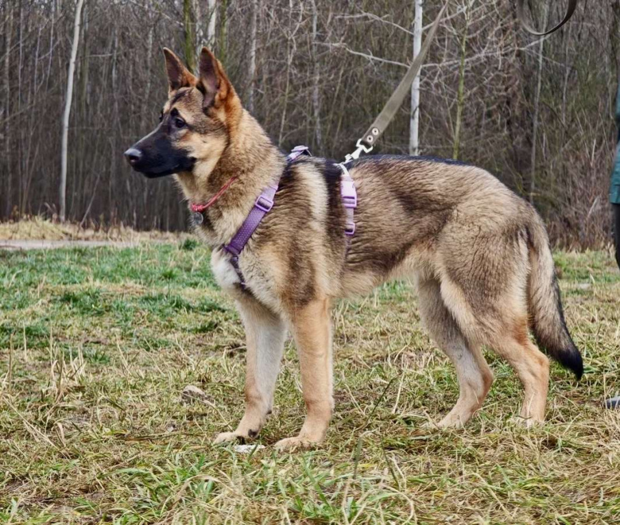 Собаки в Москве: Рада ищет семью Девочка, Бесплатно - фото 1