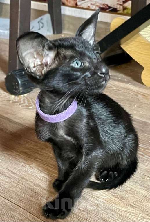 Кошки в Перми: ориентальные котята Мальчик, 70 000 руб. - фото 3