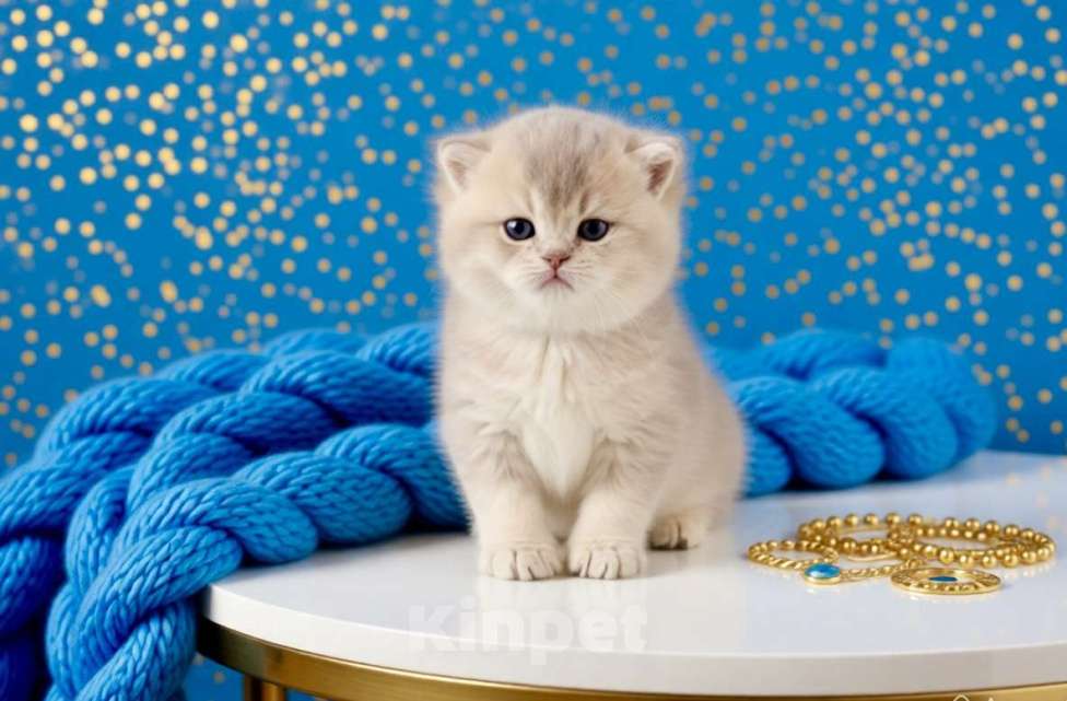 Кошки в Новосибирске: Британская золотая шиншилла Мальчик, 40 000 руб. - фото 3