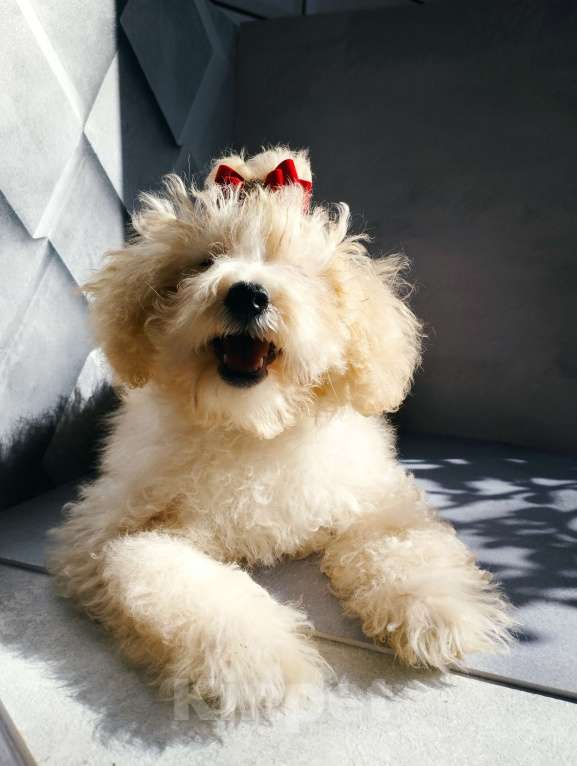 Собаки в Москве: Девочка той-пудель щенок Девочка, 60 000 руб. - фото 4