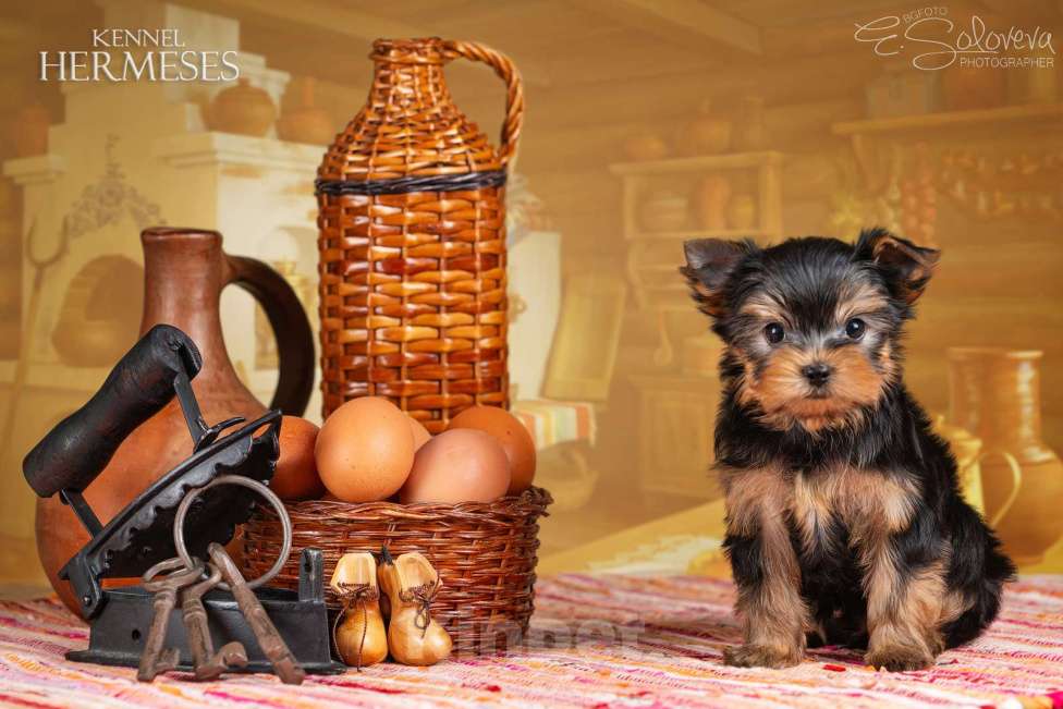 Собаки в Санкт-Петербурге: Мальчик йоркширский терьер Мальчик, 50 000 руб. - фото 1