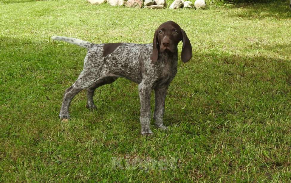 Собаки в Москве: Щенок немецкого курцхаара из питомника &amp;quot;Степь Широкая&amp;quot;в Москве Мальчик, 90 000 руб. - фото 2
