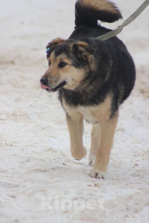 Собаки в Брянске: Мухтар Мальчик, Бесплатно - фото 3