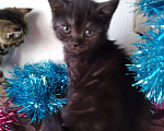 Кошки в Малмыже: Шотландские чистокровные котята Новогодние подарки, 4 000 руб. - фото 10