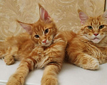 Кошки в Ливны: Мейн Кун котята, 40 000 руб. - фото 7
