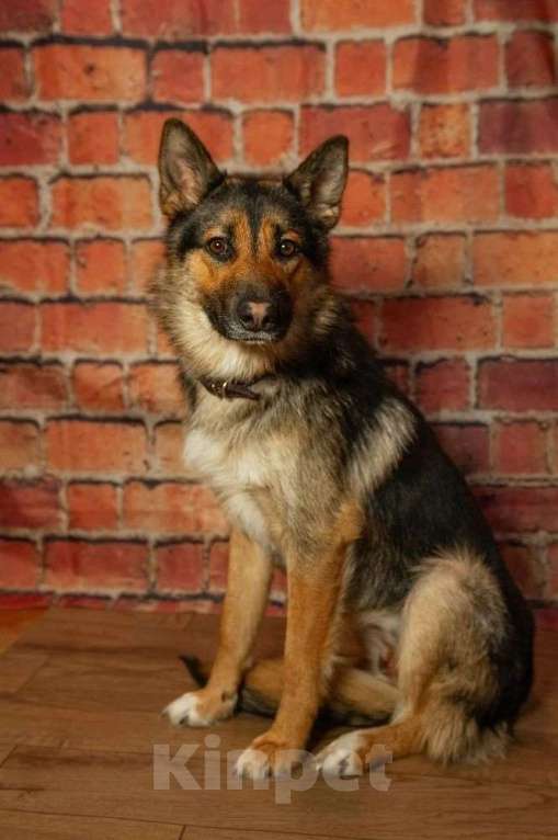 Собаки в Ногинске: Дейзи — дипломат с хвостом! Девочка, Бесплатно - фото 9