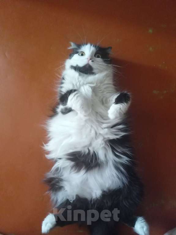 Кошки в Уфе: Взрослая кошка в добрые руки Девочка, Бесплатно - фото 2