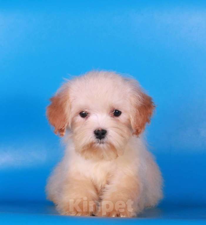 Собаки в Москве: мальтипу  девочки мини Девочка, 100 000 руб. - фото 3