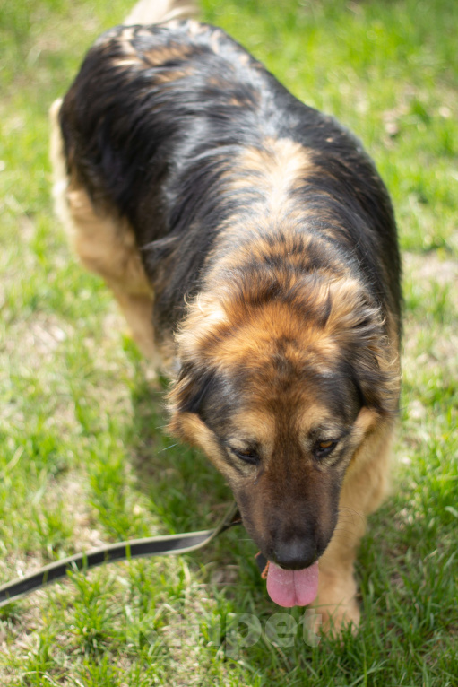 Собаки в Москве: Соня Девочка, Бесплатно - фото 4