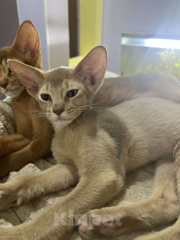 Кошки в Самаре: Аби-малыши Мальчик, Бесплатно - фото 5