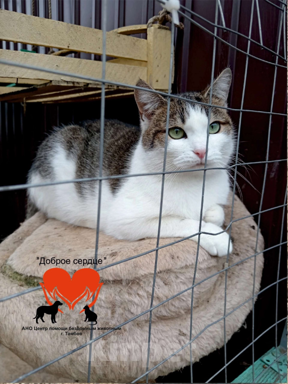 Кошки в Тамбове: Лапа в добрые руки Девочка, Бесплатно - фото 6