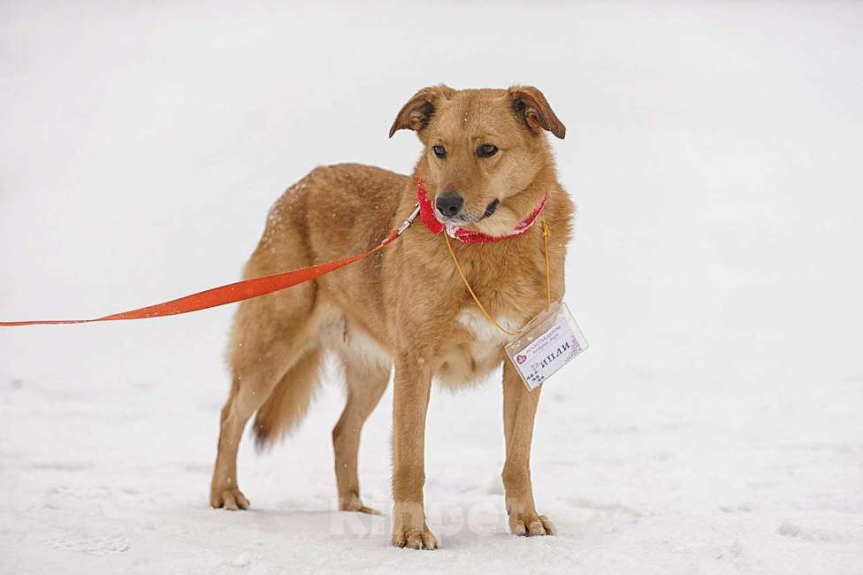 Собаки в Москве: Рипли Девочка, Бесплатно - фото 3